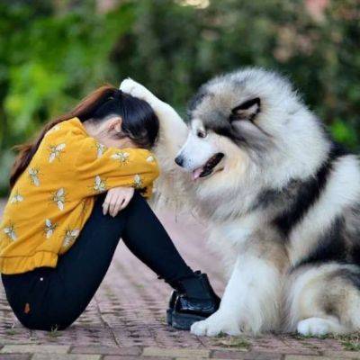 Собаки, которые всегда готовы вас утешить - chert-poberi.ru