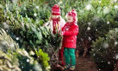 Вы этого точно не знали: 5 занимательных фактов о новогодних елках! - lublusebya.ru
