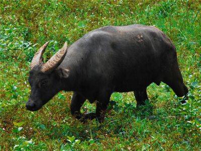 Тамарау: Корова без стадного инстинкта. Редкий зверь, что прячется в горных джунглях от людей и своих сородичей - chert-poberi.ru - Филиппины