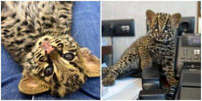 Единственный в России котёнок мраморной кошки не покидает свою спасительницу - mur.tv - Россия