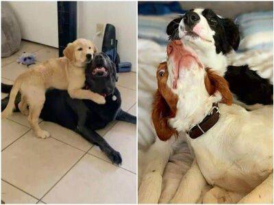 20 примеров искренней дружбы между собаками - mur.tv