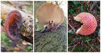 Пошел за обычными грибами, а нашел это: самые невероятные и удивительные грибные находки - lifehelper.one