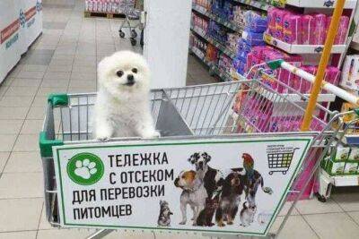 Можно ли посещать магазин с собакой - lifehelper.one - Россия
