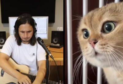 Дэвид Скотт - Музыкант записал песню с разговорчивым котиком - mur.tv