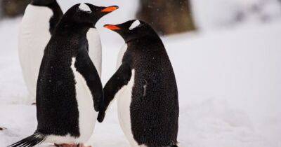 Кохання неодмінно переможе: українські полярники показали закоханих пінгвінів - womo.ua