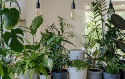 Эти 5 растений привлекут в ваш дом деньги - hochu.ua