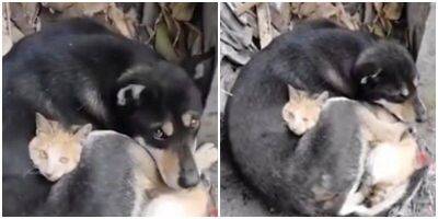В Турции собака и кошка, оставшиеся без дома, согревают друг друга - mur.tv - Турция