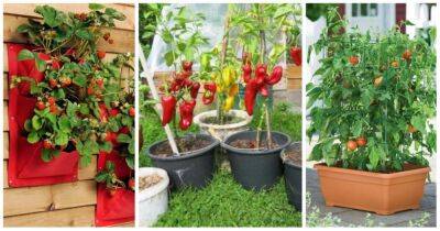 Контейнерное садоводство — находка для тех, кто мечтает выращивать овощи, ягоды и фрукты, но не имеет огрода - cpykami.ru