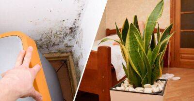 Комнатные растения, «пожирающие» плесень, грибки и конденсат в квартире - lifehelper.one - Россия