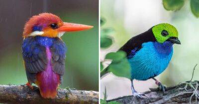 10 экзотических птиц с невероятно красивым оперением, которым невозможно не восхититься - mur.tv