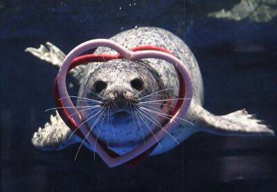 В зоопарке Токио тюленям и выдрам подарили сердечки - mur.tv - Токио