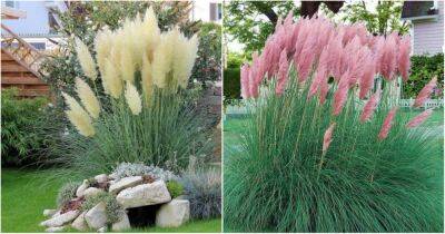 Неординарное решение для сада, сажаем пампасную траву вместо привычных цветов - cpykami.ru