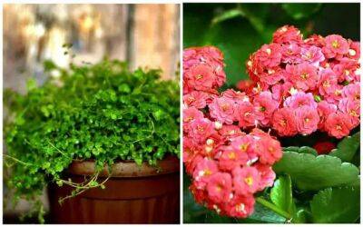 11 домашних растений, которым уютно возле теплой батареи - lublusebya.ru