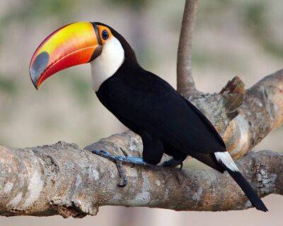 10 удивительных обитателей тропического леса - mur.tv - Австралия - Гвинея