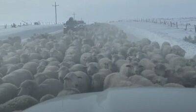 Водители попали в пробку из 6000 овец - mur.tv