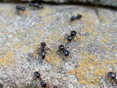Что делать, если в доме завелись муравьи: народные средства избавления от насекомых - lifehelper.one
