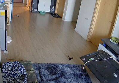 Камера наблюдения засняла, чем коты занимаются дома в одиночестве - mur.tv