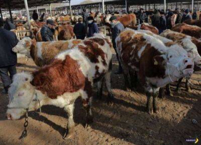 В Китае вывели породу супер-коров - chert-poberi.ru - Китай - Белоруссия