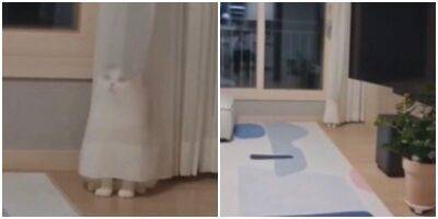 “Ты меня не видишь!”: кот ловко спрятался за занавеской - mur.tv
