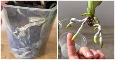 Укорените орхидею, которая потеряла все корни. Нужна только вода - cpykami.ru