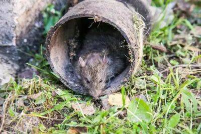 Избавиться от мышей в доме, не покупая отравы, очень просто: возьмите муку - belnovosti.by