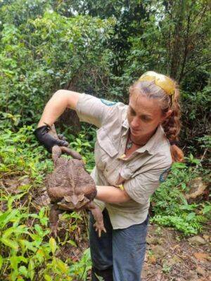 В австралийском нацпарке нашли гигансткую жабу весом 2,7 кг - chert-poberi.ru