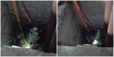 В Самаре спасатели вытащили пса из колодца - mur.tv - Самара