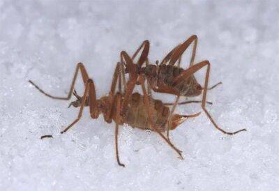На Байкале учёные встретили комара, который живёт на льду - mur.tv