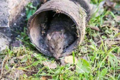 Избавиться от мышей в доме, не покупая отравы, очень просто: возьмите муку - lifehelper.one