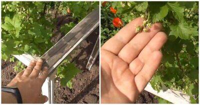 7 ценных советов по смородине весной: увеличьте урожай крупной ягоды - lifehelper.one