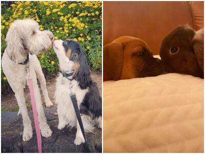 20 трогательных фото о том, как собаки умеют любить - mur.tv