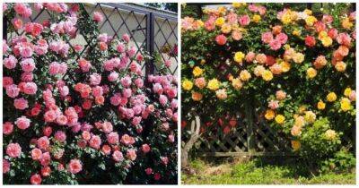 Живая изгородь из роз — решение, которое преобразит сад - lifehelper.one