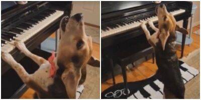 Пёс спел и сыграл на пианино - mur.tv