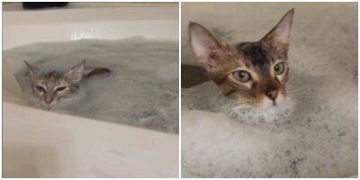 Милейшие котики, которые принимают ванну - mur.tv