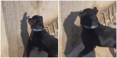“Я тебе покажу”: пёс играет с тенью и явно проигрывает - mur.tv