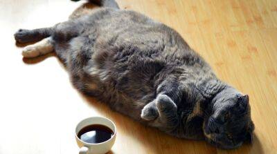 Как вылечить ожирение у кошки - mur.tv