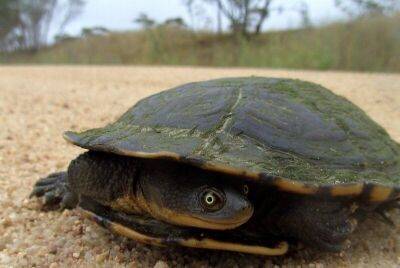 Зачем черепахи научились дышать задом? - mur.tv