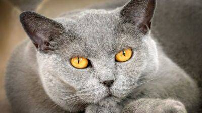 Какого цвета могут быть глаза у кошек? - mur.tv
