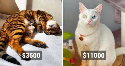 Пушистая драгоценность: 20 самых дорогостоящих пород кошек, за которые придётся отдать целое состояние - mur.tv