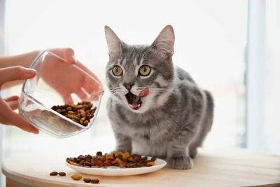 Как правильно выбрать корм для стерилизованной кошки - garmoniazhizni.com