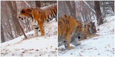 В Приморье на видео попали игры тигрицы с тигрятами - mur.tv - Приморье край