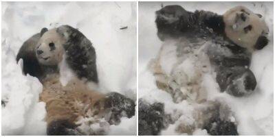 Большая панда радуется снегу - mur.tv
