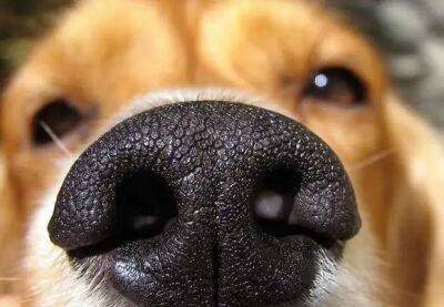 33 способа вывести запах собаки из квартиры - lublusebya.ru