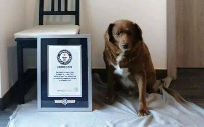 Чудом выживший пёс стал самой старой собакой в мире - mur.tv