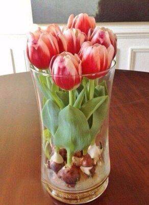 ​Как вырастить тюльпаны к 8 марта - lifehelper.one