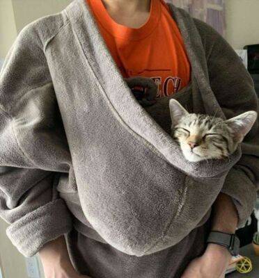 Котики легко превращают в свое спальное место практически любую вещь - chert-poberi.ru