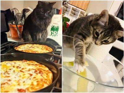 18 котеек, которые стали главными помощниками на кухне - mur.tv