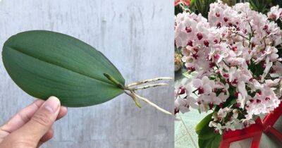 Самый простой способ размножения орхидеи листом, который дает отличные результаты - lifehelper.one