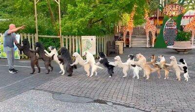 Житель Германии побил рекорд, поставив 14 собак в линию конга - mur.tv - Германия