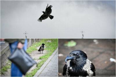 «Думал, палкой ударили, а оказалось, ворона»: птицы в Гродно нападают на людей - porosenka.net